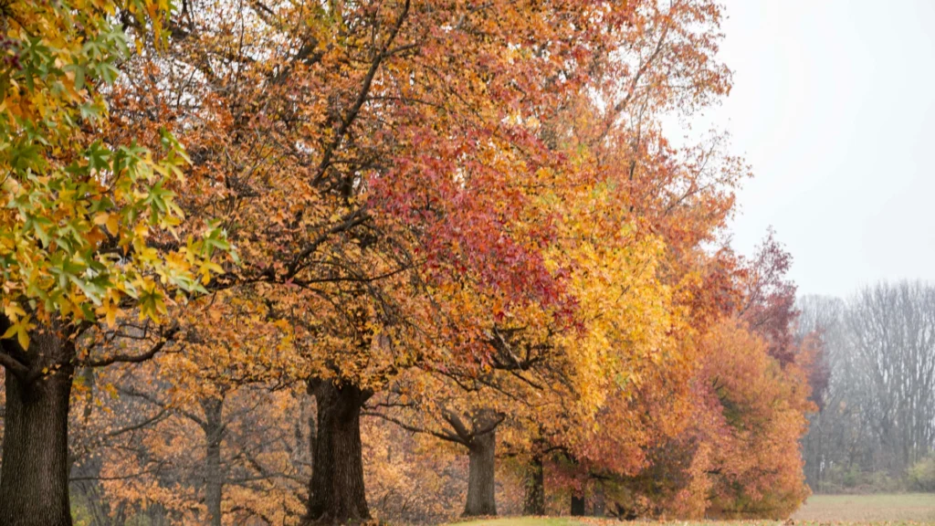 Fall Foliage