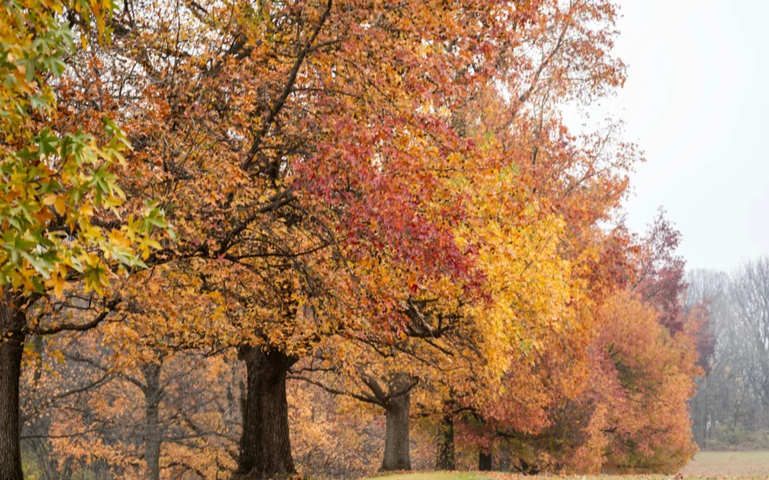 Fall Foliage